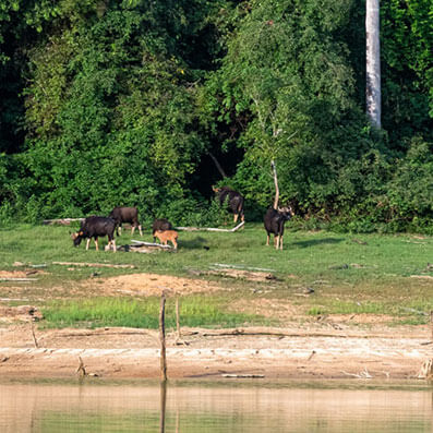 แพคเกจ P108 เที่ยวเขื่อนเชี่ยวหลาน 1 วันเต็ม ๆ ล่องเรือหางยาวไปเที่ยวต้นน้ำคลองแสง ทัวร์เขื่อนเชี่ยวหลาน 1 วันเต็ม ๆ 2,000฿/ท่าน